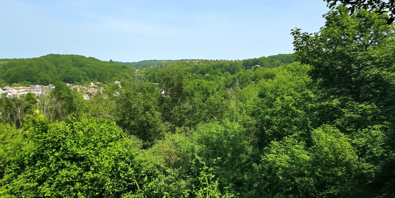 traumhafter Blick in den eigenen Wald